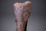 Hadrosaur (Hypacrosaurus) Tibia with Metal Stand - Montana #264990-4